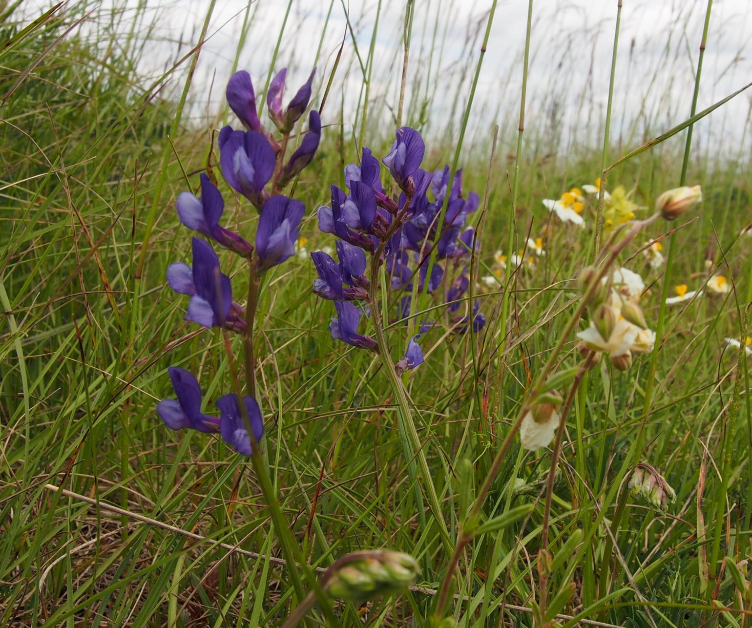 False Sainfoin